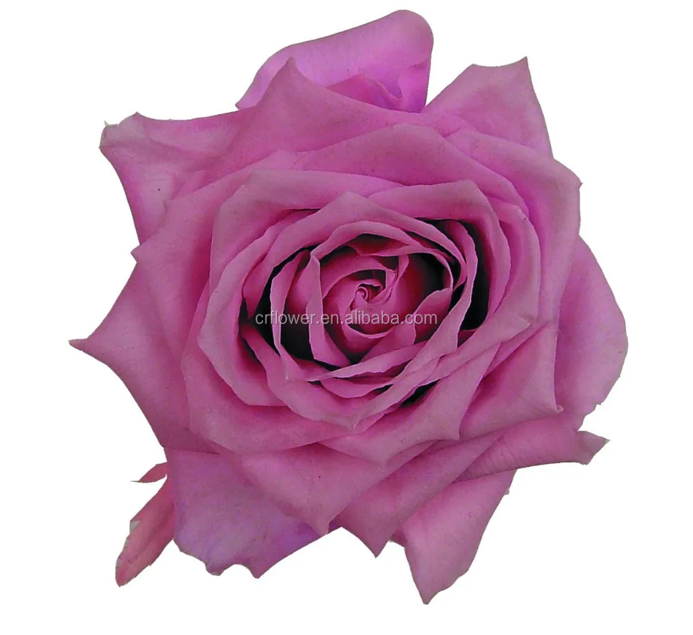 valentines day discount natural inartificial flower stabilized