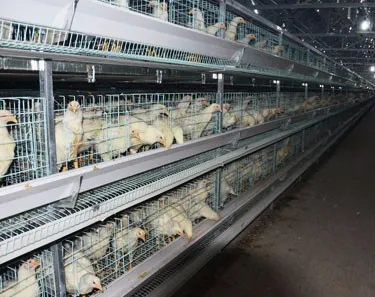 chicken cage,automatic chicken cage,chicken  cage for sale