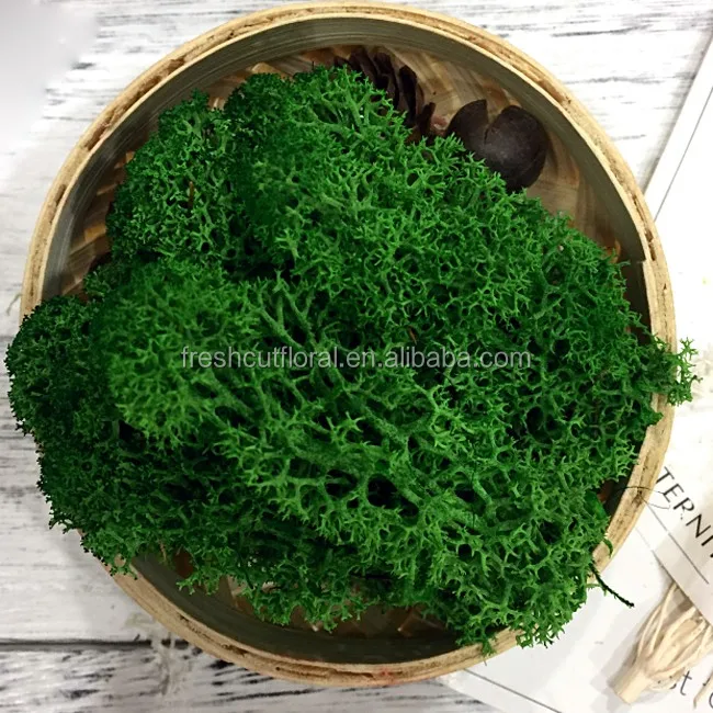a grade long lasting moss green real preserved moss for