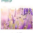 Farwell Natural Lavender Essential Oil with Origin of China Xinjiang