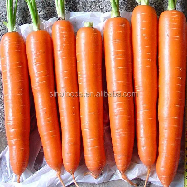 hu luo bo carrot seeds growing vegetable plants seed