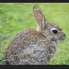 /product-detail/rabbit-cages-galvanized-hexagonal-wire-mesh-for-breeding-60802914566.html