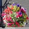 /product-detail/hanging-baskets-cheap-flower-pot-plastic-flower-pots-60806580346.html