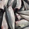 Seafood Hot Sale Frozen HGT Mackerel With Lower Price