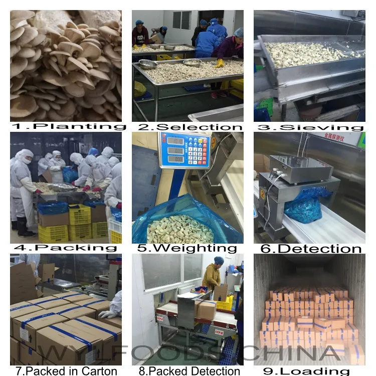 Producing Flow Oyster Mushroom