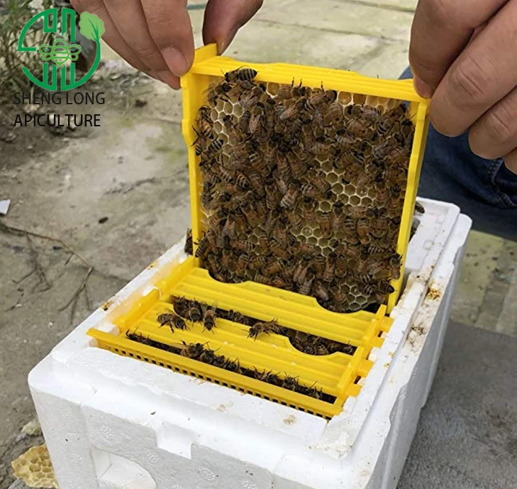Harvest Copulation Beehive Pollination Mating Box Rearing Queen Artificial Insemination Kit Nuc