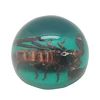 wholesale artificial amber farmed insect crafts