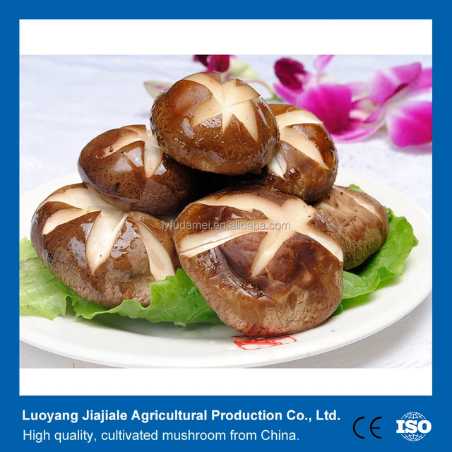 export price for bulk dried champignon,maitake mushroom,lentinus