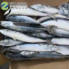 Sea Fish Best Seafood With Fresh Frozen Mackerel Fish/Pacific Mackerel