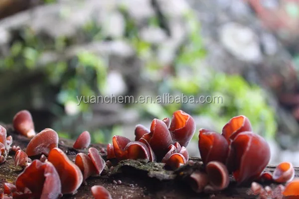 agaric fungus,blackfungus food of dried black fungus,black agaric