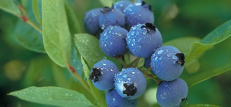 free sample 100% water soluble blueberry extract