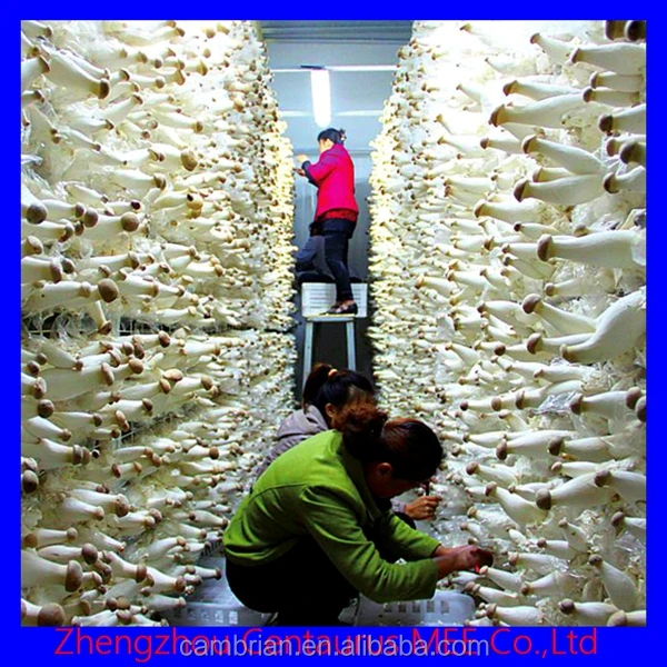 electric mushroom packaging machine