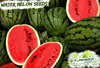 /product-detail/water-melon-seed-sugar-baby-111533661.html