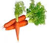 Bulk freeze dried carrot dehydrated vegetable freeze dried vegetable