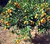 Nobis Tangerine Mandarin Citrus Tangerina Fruit Tree Seedlings
