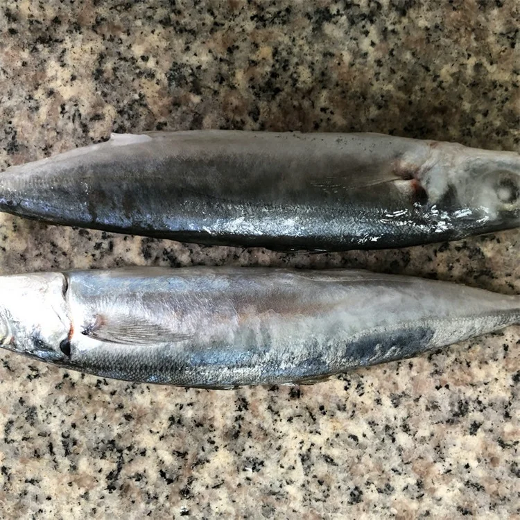 frozen scad fish
