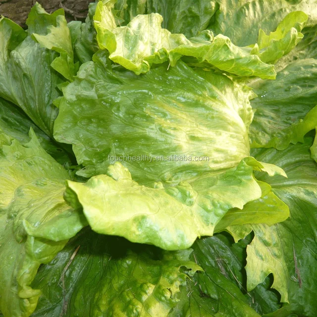 leaf lettuce seed