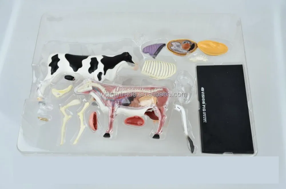 4D MASTER animal cow specimen anatomical model for teaching