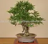 /product-detail/bonsai-tree-111034483.html
