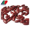 Dry Bulk Pinto Beans for Sale, Mexican Pinto Beans