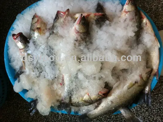 new product-- red drum / seabass