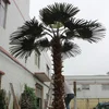 /product-detail/yafei-artificial-fan-palm-preserved-synthetic-washingtonia-palm-tree-1713948467.html