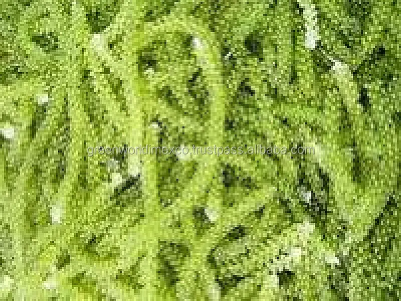 seaweed desiccation essay seaweed desiccation essay