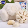 Best quality hot sale cangshan 46 garlic from chinese vendor