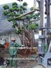 /product-detail/ficus-bonsai-208891532.html