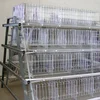 2016 hot sale quali cage with low price / H or A type cage with high quality/Innaer High Quality poultry Egg Layer Chicken Ca