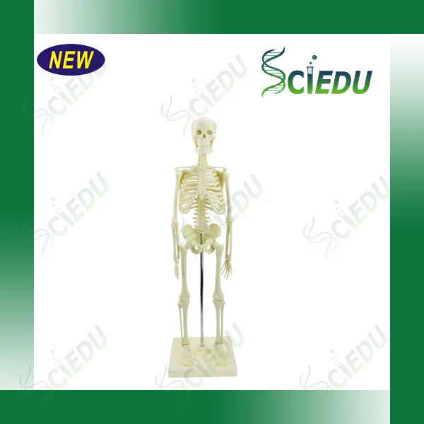 Min Size Skeleton Human Model For Education Skeleton Model