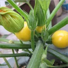 Hybrid yellow pumpkin seeds For Growing-Golden Ingot