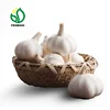 2019' Pure White Garlic in box 10kg /pure white garlic price