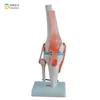 ISO Certificate medical human anatomy knee model