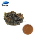 Boten Wholesale 100% Natural chug mushroom 4 to 1 extract
