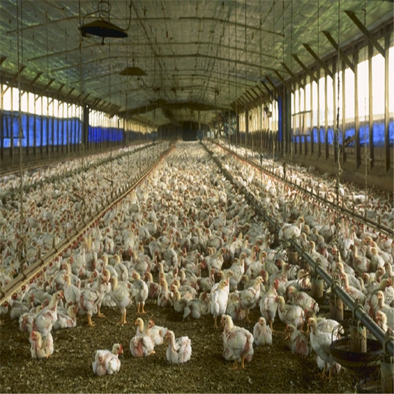poultry farm names