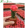 /product-detail/wholesale-cactus-60801177665.html