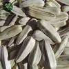 Salted Roasted White Sunflower Seeds In Shell