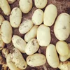 China new season potato fresh produce supply