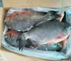 Faming fish Pomfret Frozen Whole Red Pomfret/ Red Pacu fish