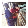 azra poultry farming equipment