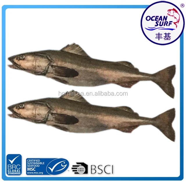 new arrival black cod fish