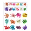 12 colors nail art decorations natural dried flower real dry lace flowers for UV gel acrylic DIY manicure designs