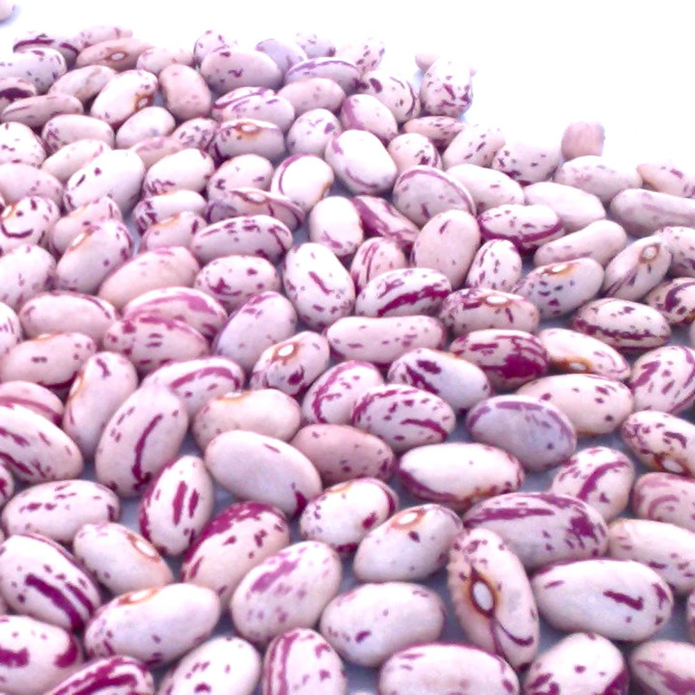JSX healthy kidney beans cleaning machine nutritious excellent light speckled kidney beans 50 kg polypropylene bag