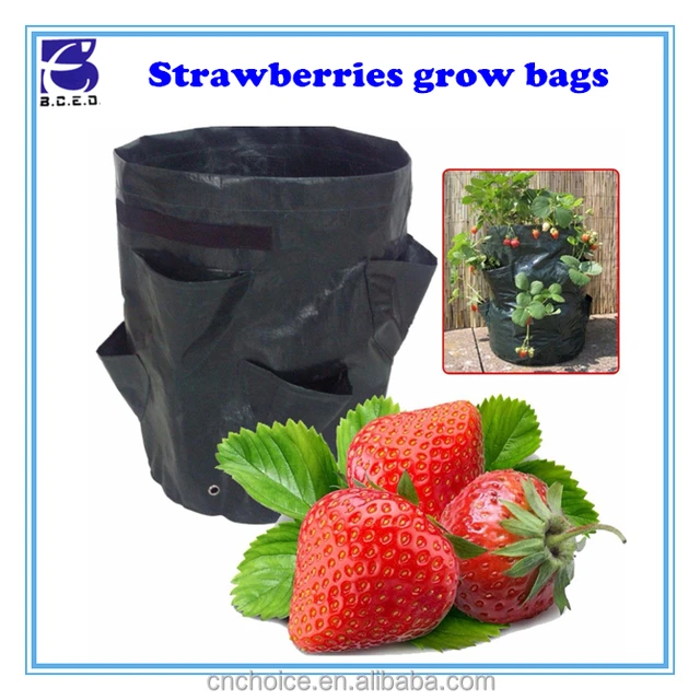 planter bag for strawberry-source quality planter