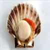 High quality fresh frozen half shell sea king scallop meat
