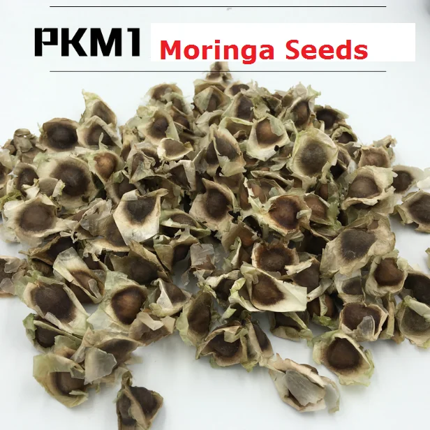 bulk moringa seeds (2).png