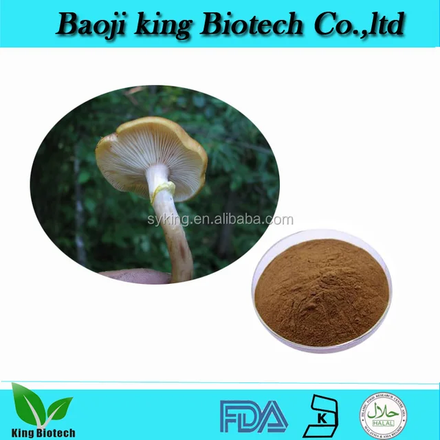 duanwood red reishi mushroom extract 50% polysaccharides uv