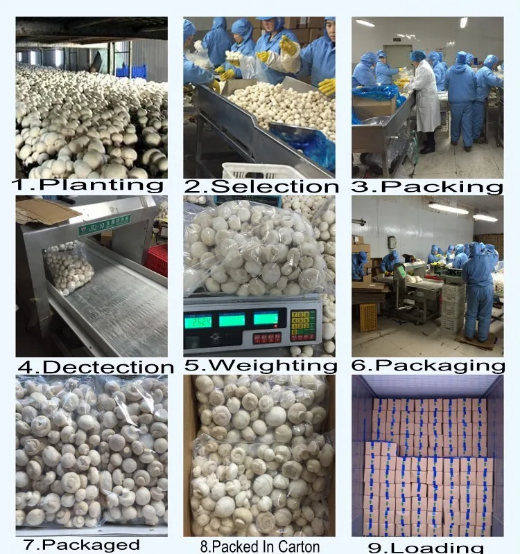 Producing Flow-Champignons
