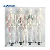 colored human life size skeleton model, anatomy skeleton, human plastic skeleton